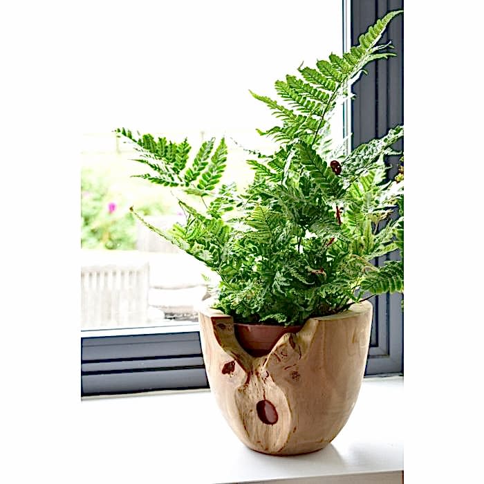 Teak Root Pot - Small