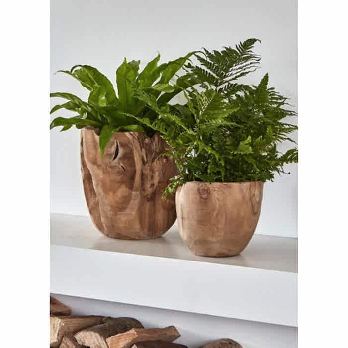 Teak Root Pot - Large