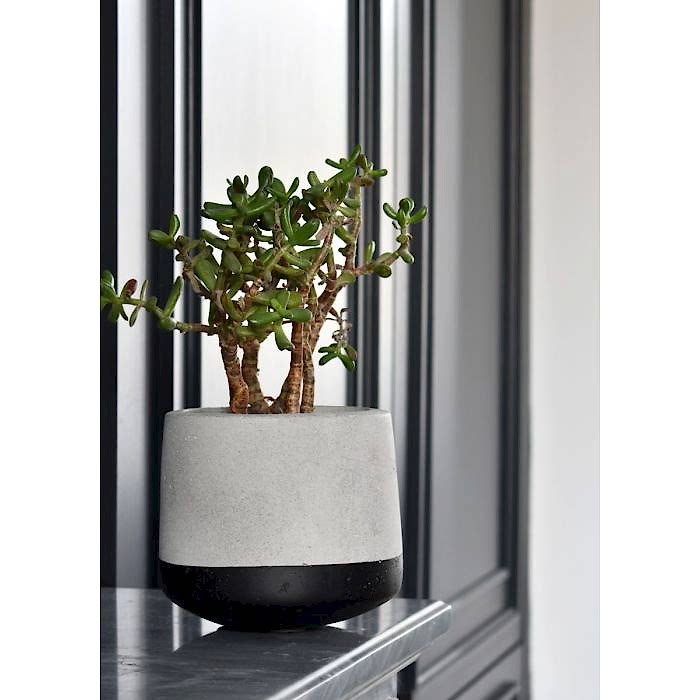 Small Concrete Pot - Black